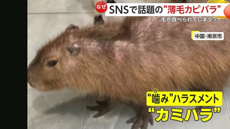 毛が薄くなり、地肌が見えてしまっているカピパラの体（中国・南京市のテーマパーク）