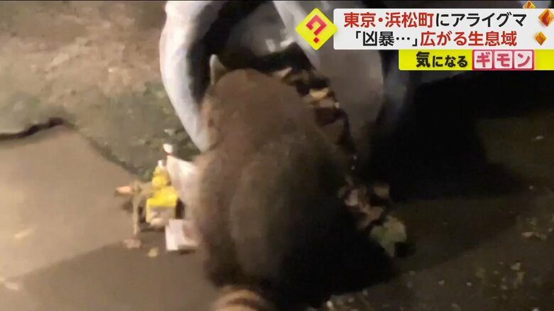 神社のごみ箱をあさるアライグマ（FNN投稿サイト「ビデオPost」撮影：松田亮雄さん）
