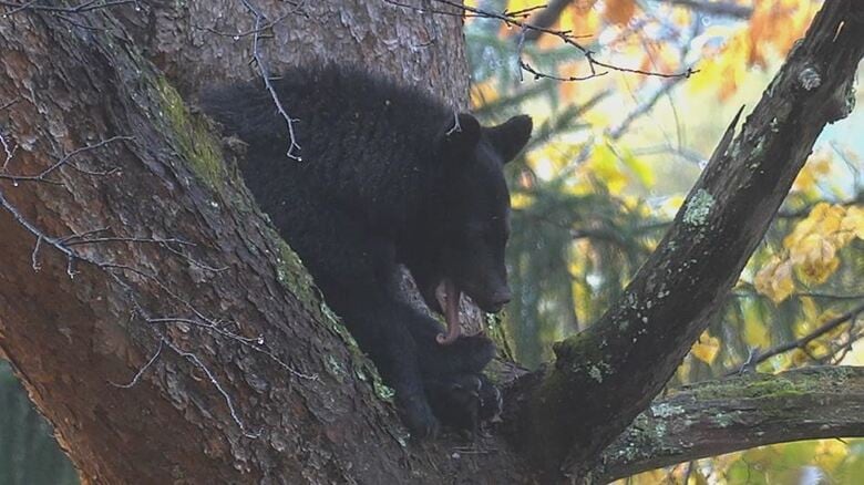 木の上にとどまったクマ（11月10日、大町市）