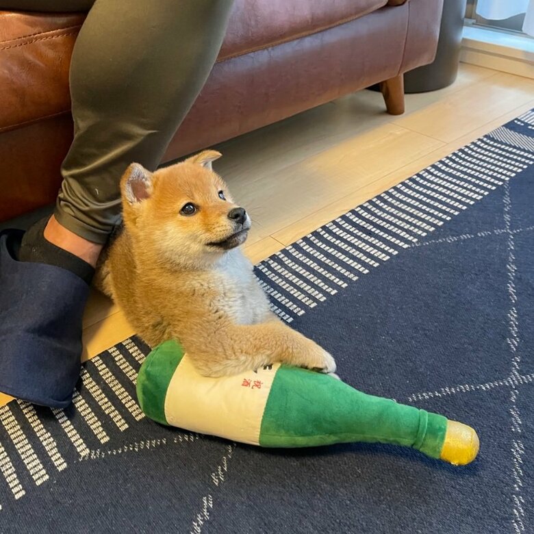 飼い主さんが「オッサン化している」とコメントした文旦くん