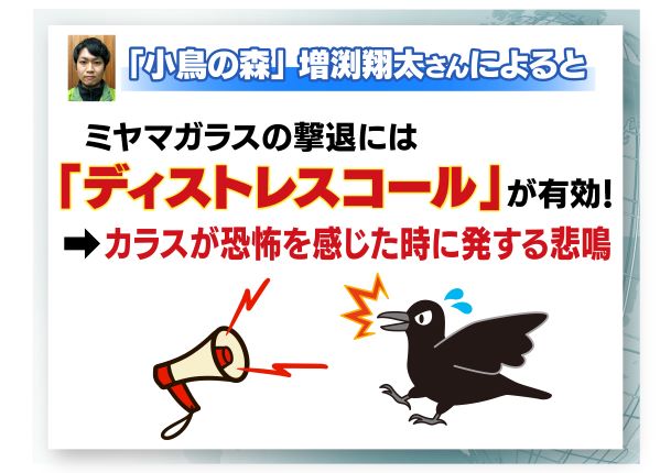 カラスの悲鳴を聞かせる「ディストレスコール」が有効か