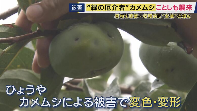 変形した柿