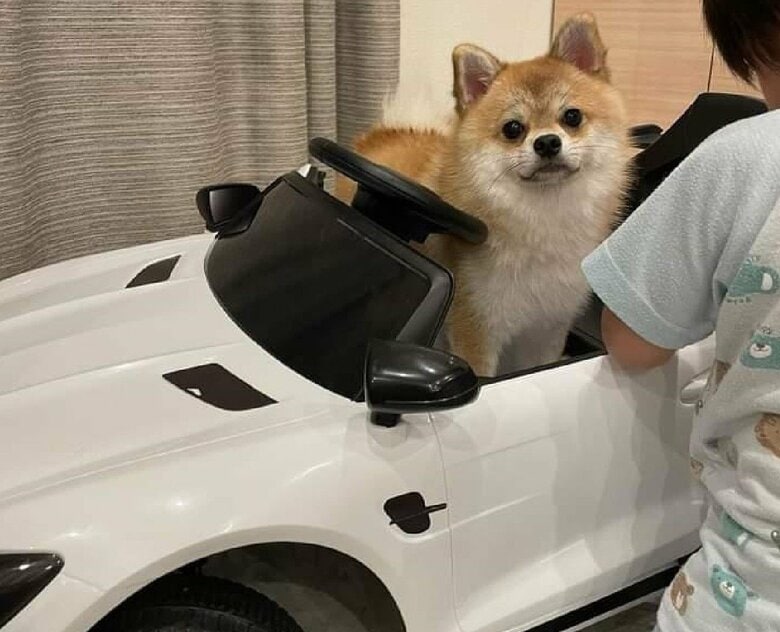 息子さんのまねをして、おもちゃの車に乗る様子