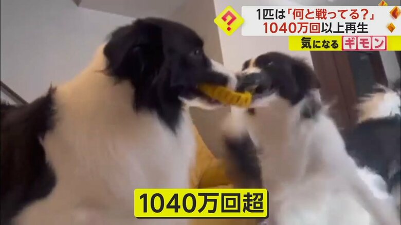 1つのリングを取り合う2匹の犬