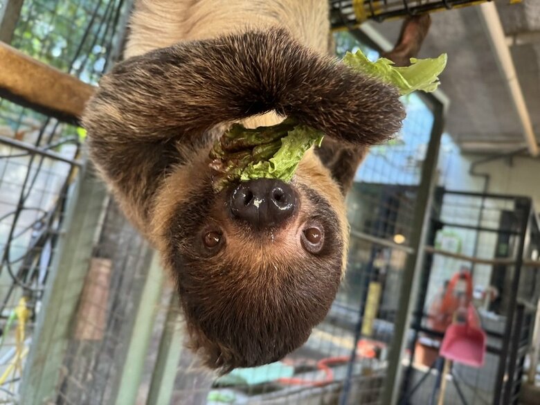 ナマケモノは肋骨が発達していて内臓がしっかり固定されているという（提供：神戸市立王子動物園）