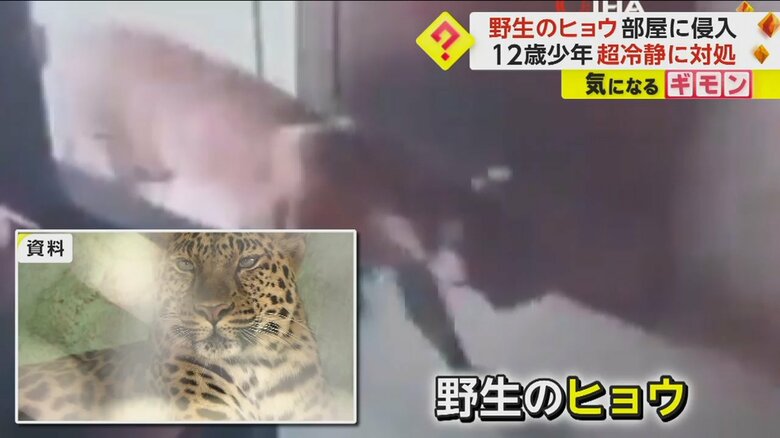 結婚式場のオフィスに侵入してきた野生のヒョウ