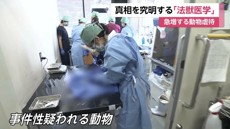 虐待など事件性が疑われる動物が全国の警察から持ち込まれる