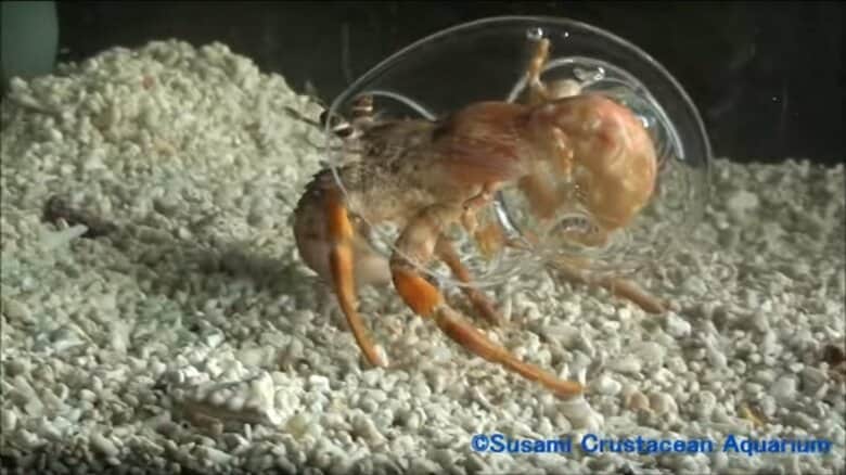 貝殻に入るまで(5)。抱えて歩き始めた(画像提供：すさみ町立エビとカニの水族館)
