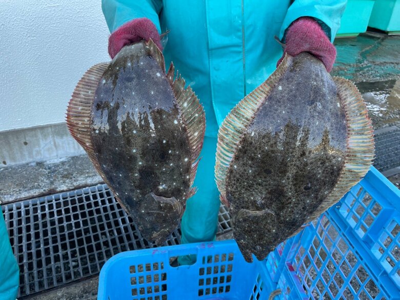 左が普通のヒラメで右が「右向きヒラメ」