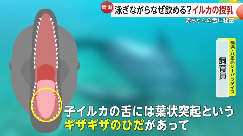 イルカの舌にある葉状突起（提供：横浜・八景島シーパラダイス）