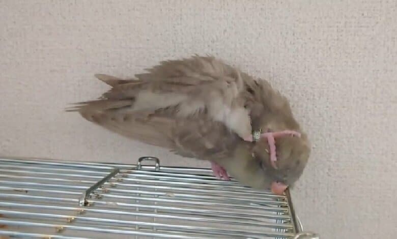 左右の足でできる　翼の上からモミモミ