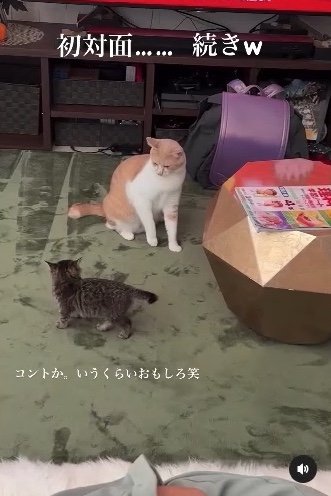 提供：たーにゃ。さん