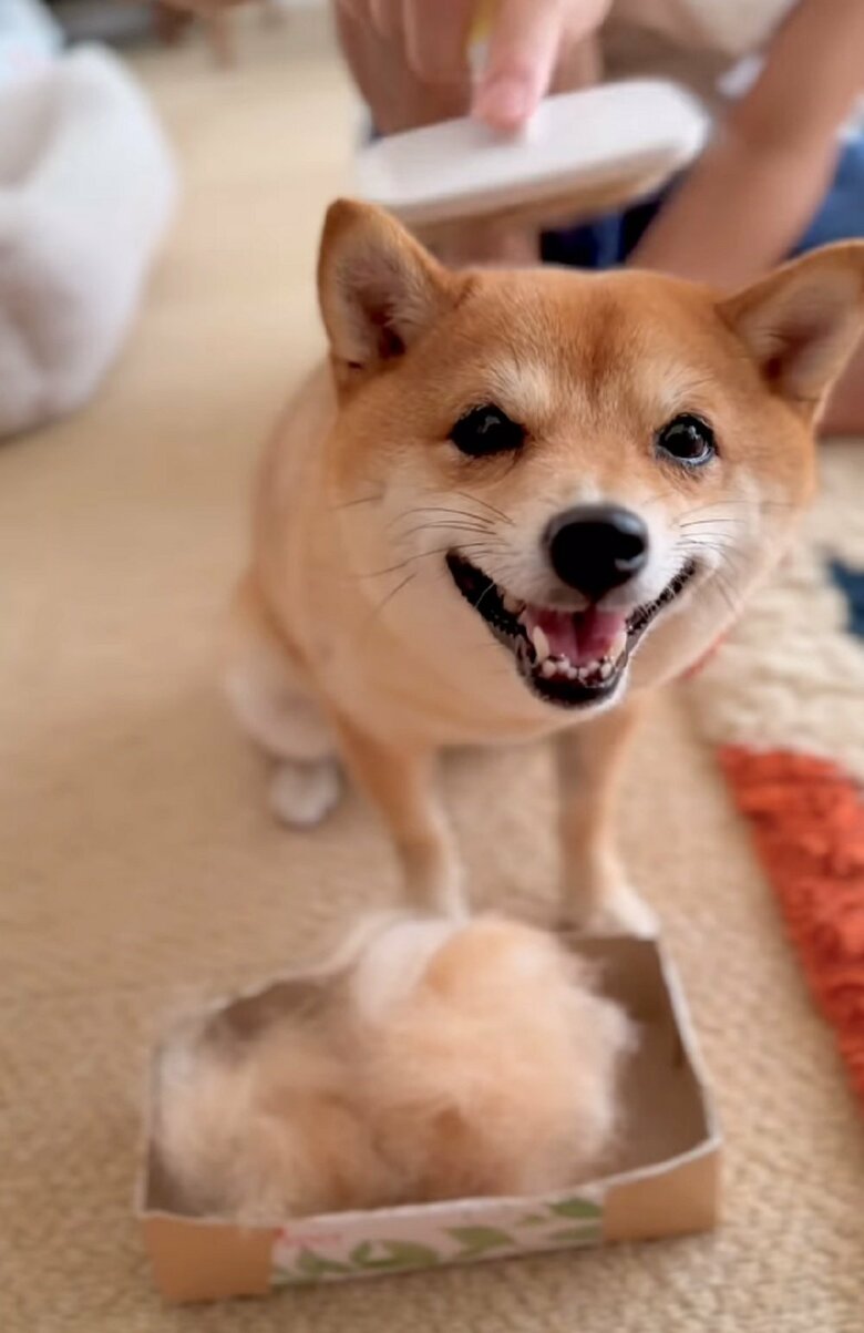 ブラッシングで笑顔