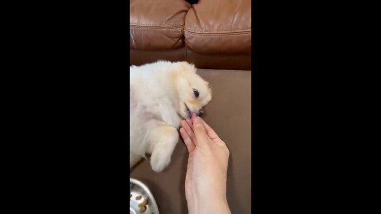 飼い主「あろま」さんの手をなめる