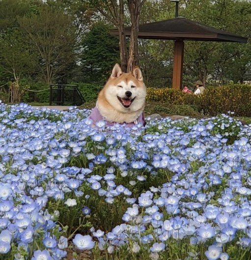提供：柴犬ななさん