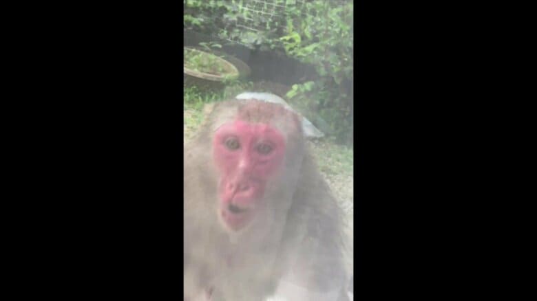 窓の外から襲いかかってきたサル