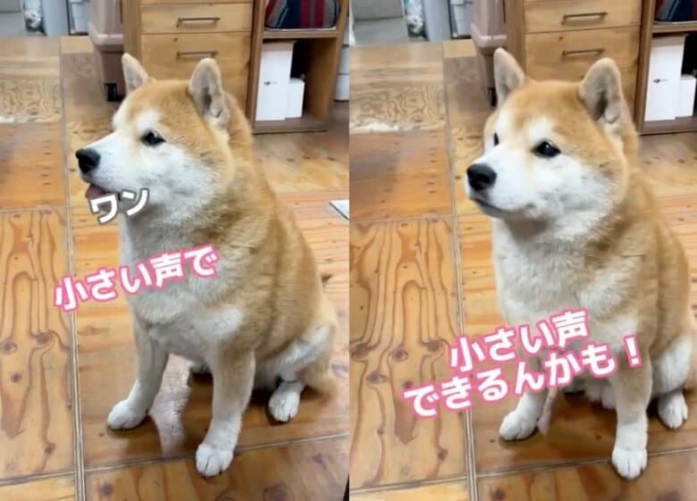 女性スタッフもおやつをあげる時に挑戦（提供：エイトデザイン）