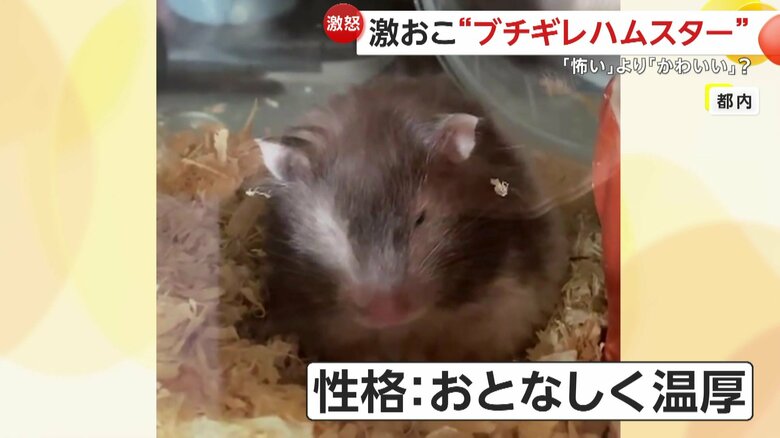 普段はおとなしく温厚な性格の女の子