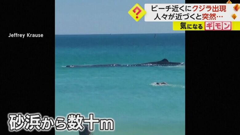 海面から背びれが見えているクジラ