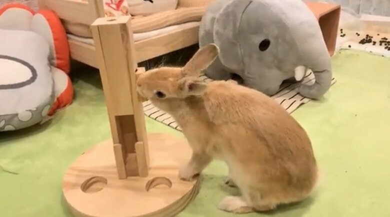 提供：げんまいとうるちさん