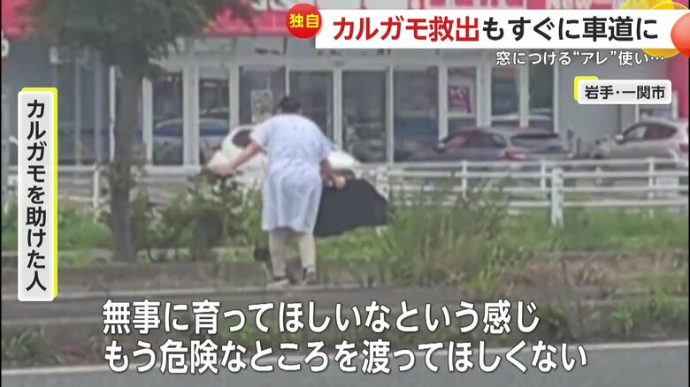 無事に川までたどり着いたというカルガモ親子