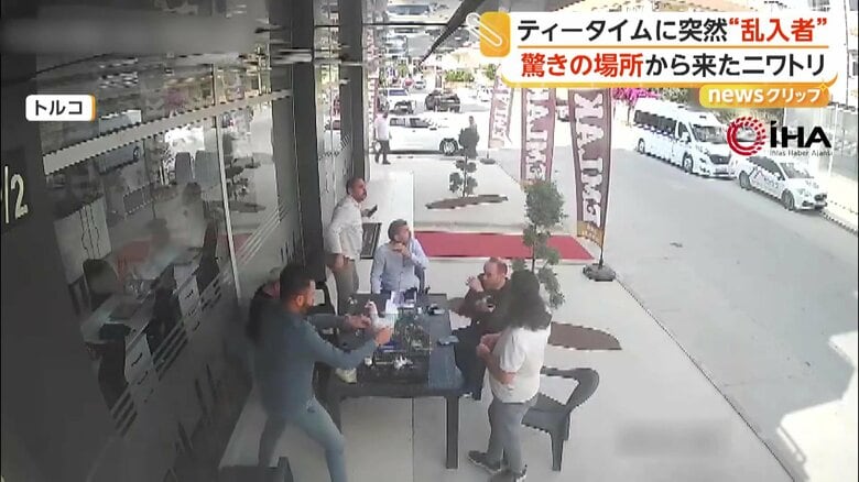 高さ約15m以上からの急降下をしたニワトリ