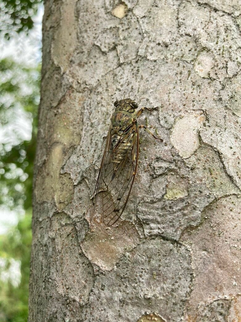 ツクツクボウシのメス【(C)Takeru KODAMA】