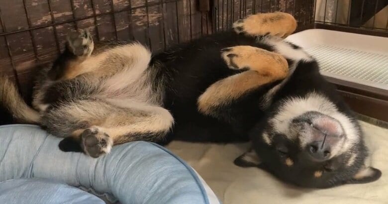 ゴロゴロリラックスモードのぺこちゃん