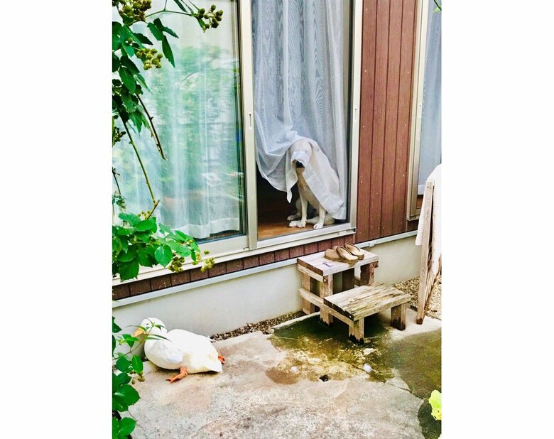 （提供：ラブラドール ルナさん）