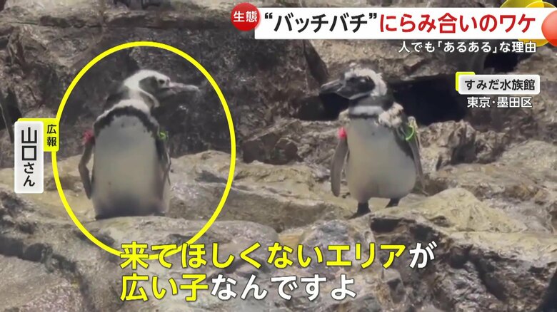 「“こうめ”がパーソナルスペースっていうのか、来てほしくないエリアが広い子なんですよ」と話す水族館の担当者