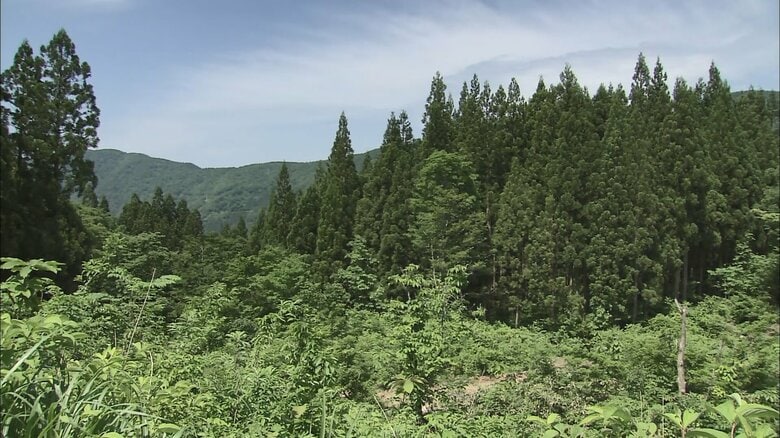 炭用に使えるまでに最短8年かかる