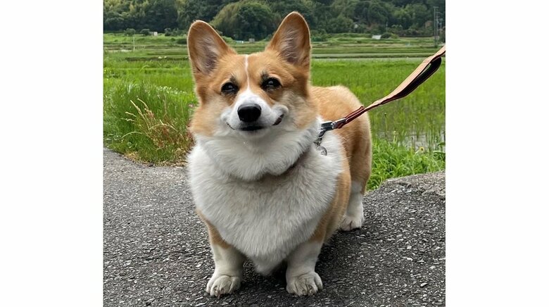 笑顔のはなちゃん