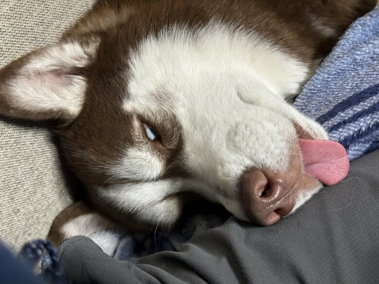 白目で寝たまま舌もペロリ