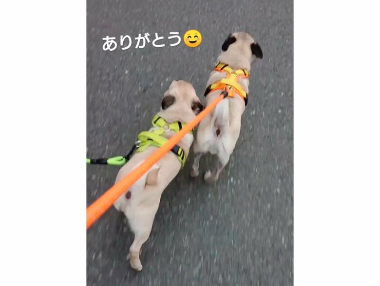 提供：たまごandおもちさん