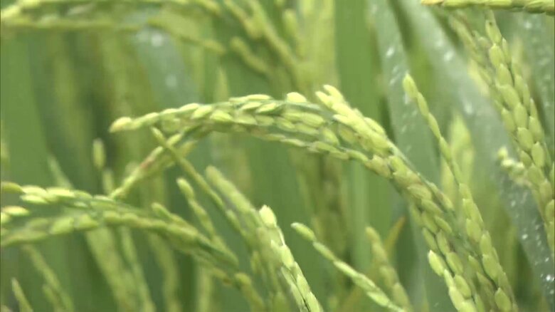 比較的倒れにくいという「ヒノヒカリ」（熊本・菊池市）