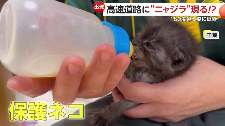 ミルクを飲んでいるココアくん（提供：nekozuki5281@TAKA）