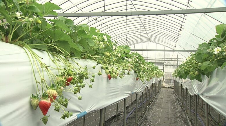 徹底した温度管理で栽培されるイチゴ