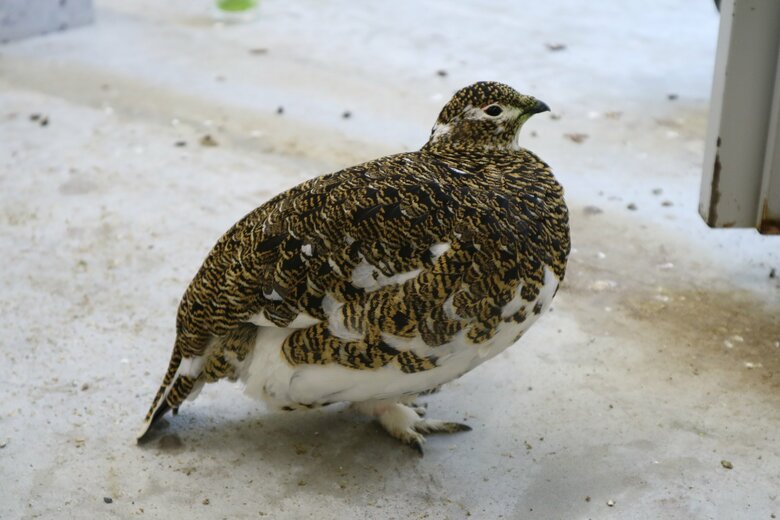 夏羽（メス）（提供：市立大町山岳博物館）