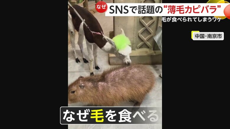 “毛を巻き込んで”食べているのではないかというアルパカ