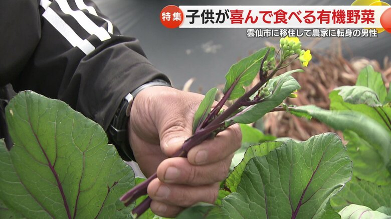 茎もそのまま食べられる「高菜苔」