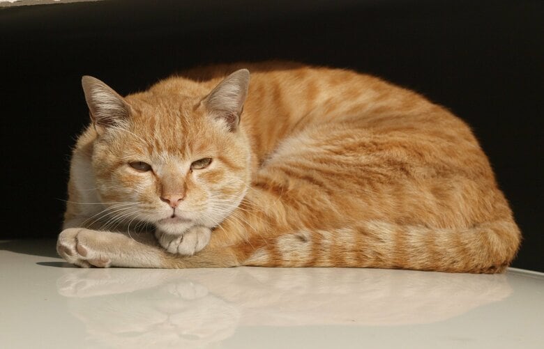 （画像はイメージ）