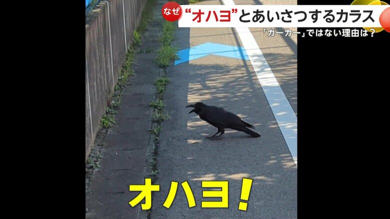 カラスは人間の声マネをしている可能性があるという