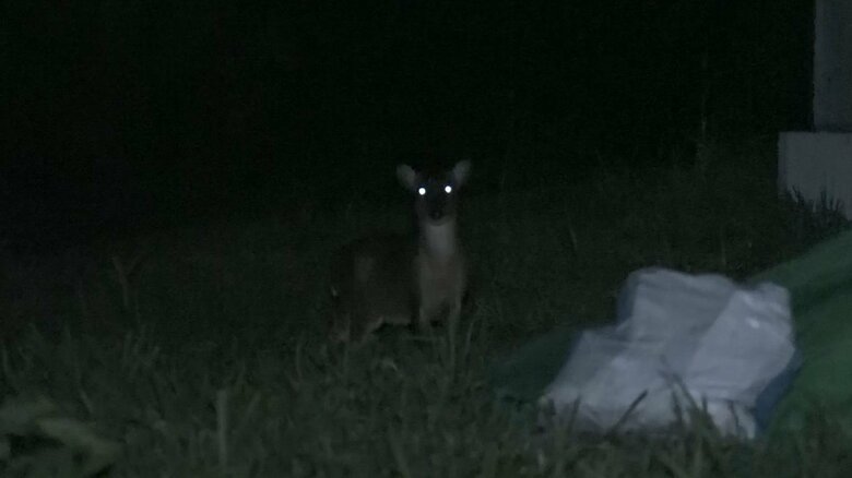 暗闇に光る目　日中よりも多くのキョンがいた