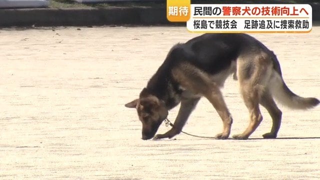 足跡追及をするベテラン嘱託警察犬のイトくん