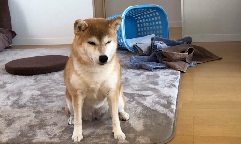 飼い主が数分間不在にしたときの状況