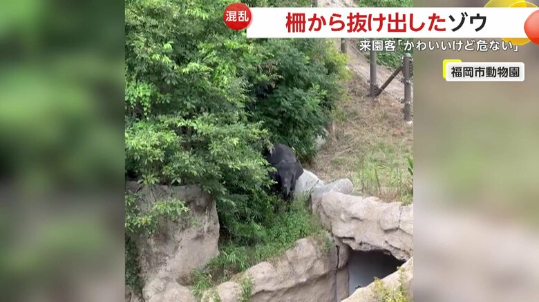 柵から抜け出して鼻を揺らすゾウの姿（23日、福岡市中央区の「福岡市動物園」）