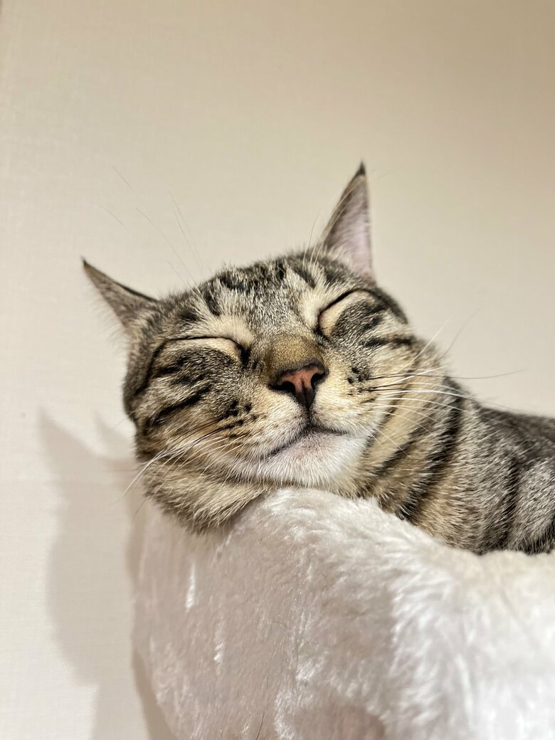 提供：かぎしっぽすず&つむぎさん