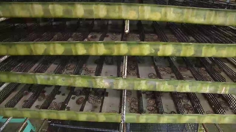 福島町ではアワビ養殖に取り組むも生産が安定せず赤字に