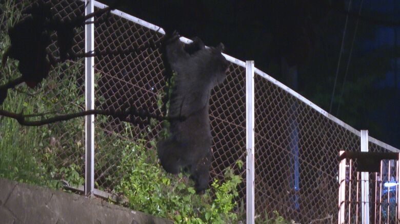 フェンスを乗り越えるクマ
