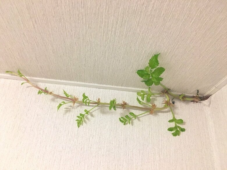 発見から11日目（8月18日）葉の数も多くなってきている。